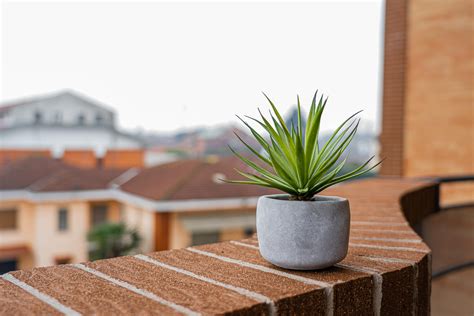 西曬陽台觀葉植物|陽台全日照植物攻略：打造都市綠洲的秘訣 